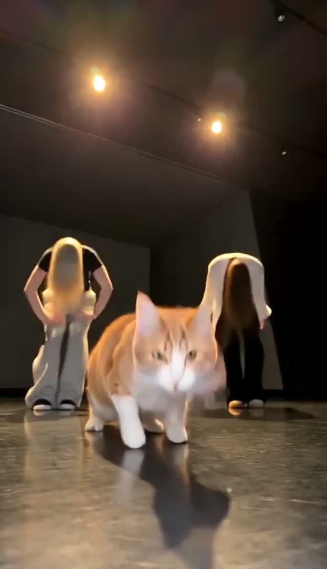 Single Ladies Dog AI generated test sample